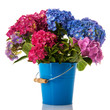 Colorful Hydrangea