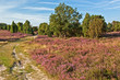Landschaft mit Wacholder in der Lüneburger Heide, Steingrund