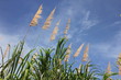 Foto: Canne à sucre Canne à sucre