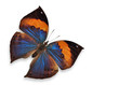 orange butterfly flying