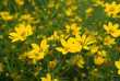 Yellow Flowers