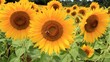 Abeille butinant une fleur de tournesol