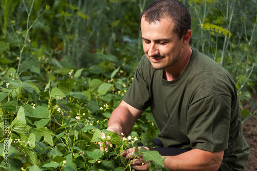 Photo: Farmer near a field of broad beans plants Farmer near a field of broad beans plants