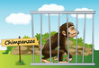 chimpanzee in cage