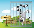 lemur in cage