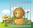 lion in cage