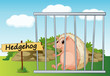 hedgehog in cage