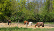 France, horses in a field in Boisemont