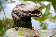 Cayman, Pantanal, Brazil