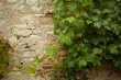 Stone wall and green plants