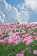 Mohnfeld und Quellwolken - Poppy Field and Sky