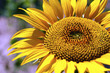 Photo: Provence - Champ de Tournesols Provence - Champ de Tournesols