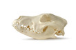 Skull, Dog