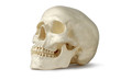Skull, Human