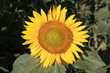 Girasol