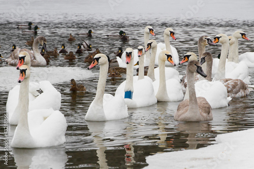 Photo: Swans and ducks on the river in the cloudy winter day Swans and ducks on the river in the cloudy winter day