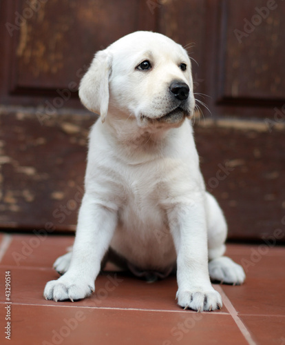 Photo: yellow labrador puppy at the door yellow labrador puppy at the door