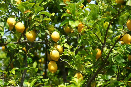 Photo: Lemon close up Lemon close up