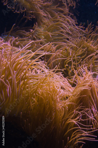 Foto: Anemone - Unterwasserwelt Anemone - Unterwasserwelt