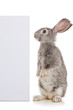 Gray Rabbit with a sheet of paper