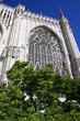 Abside del Duomo di Milano e albero in primo piano