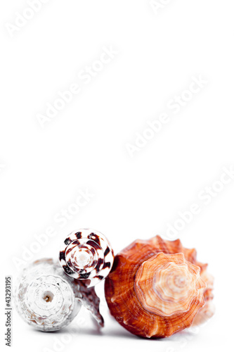 Photo: Three shellfishes piled up Three shellfishes piled up