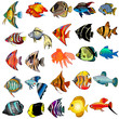 kit fish is insulated on white background