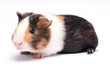 Meerschwein