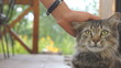 Girl pats calico cat slow motion