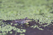 Foto: Rana Rana