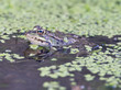 Foto: Rana verde en su habitat Rana verde en su habitat
