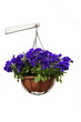Hanging flowers