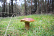 Foto: Braunkappe, Marone, Pilz, Maronenröhrling, Mykologie Braunkappe, Marone, Pilz, Maronenröhrling, Mykologie
