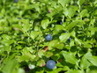 Heidelbeeren