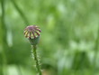Klatschmohn