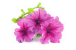A bouquet of purple petunias isolated on white