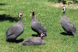 The guinea fowles
