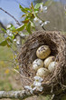 Foto: Vogelnest mit Eiern Vogelnest mit Eiern