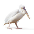 Potrait Of A Pelican