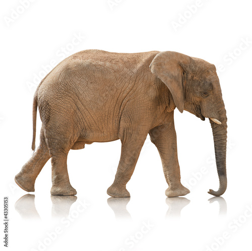 Photo: Portrait Of An Elephant Bull Portrait Of An Elephant Bull