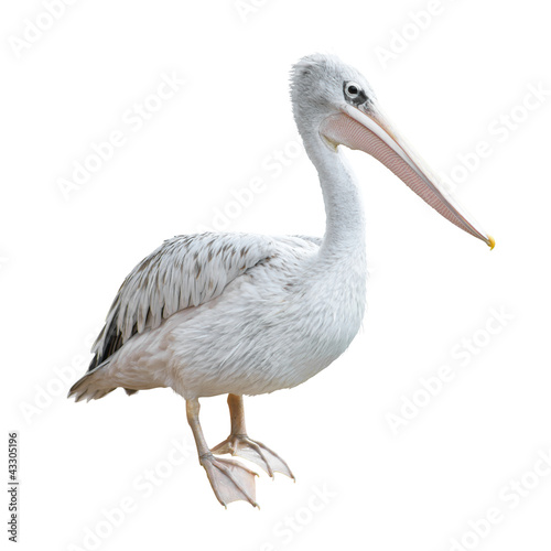 Photo: Potrait Of A Pelican Potrait Of A Pelican