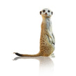 Photo: Portrait Of A Meerkat Portrait Of A Meerkat