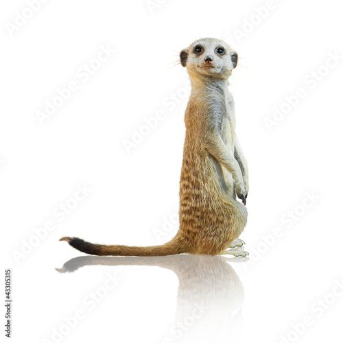 Photo: Portrait Of A Meerkat Portrait Of A Meerkat