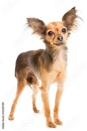 Photo: Russian long-haired toy terrier on isolated white Russian long-haired toy terrier on isolated white