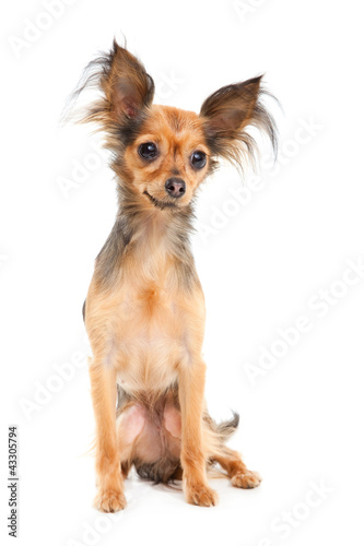 Photo: Russian long-haired toy terrier on isolated white Russian long-haired toy terrier on isolated white