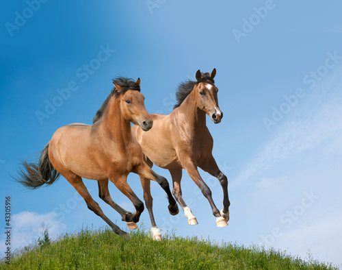 Photo: young horses young horses