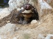 Weiblicher Humboldtpinguin mit frisch geschlüpftem Küken