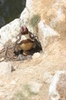 Weiblicher Humboldtpinguin mit frisch geschlüpftem Küken