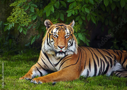 Photo: Sumatran tiger Sumatran tiger