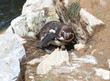 Humboldt-Pinguinmutter mit zwei frisch geschlüpften Küken